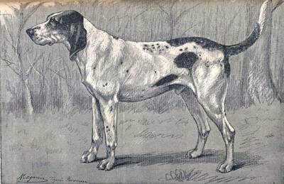 photo noir et blanc du chien de Virelade Baron Joseph Carayon Latour 